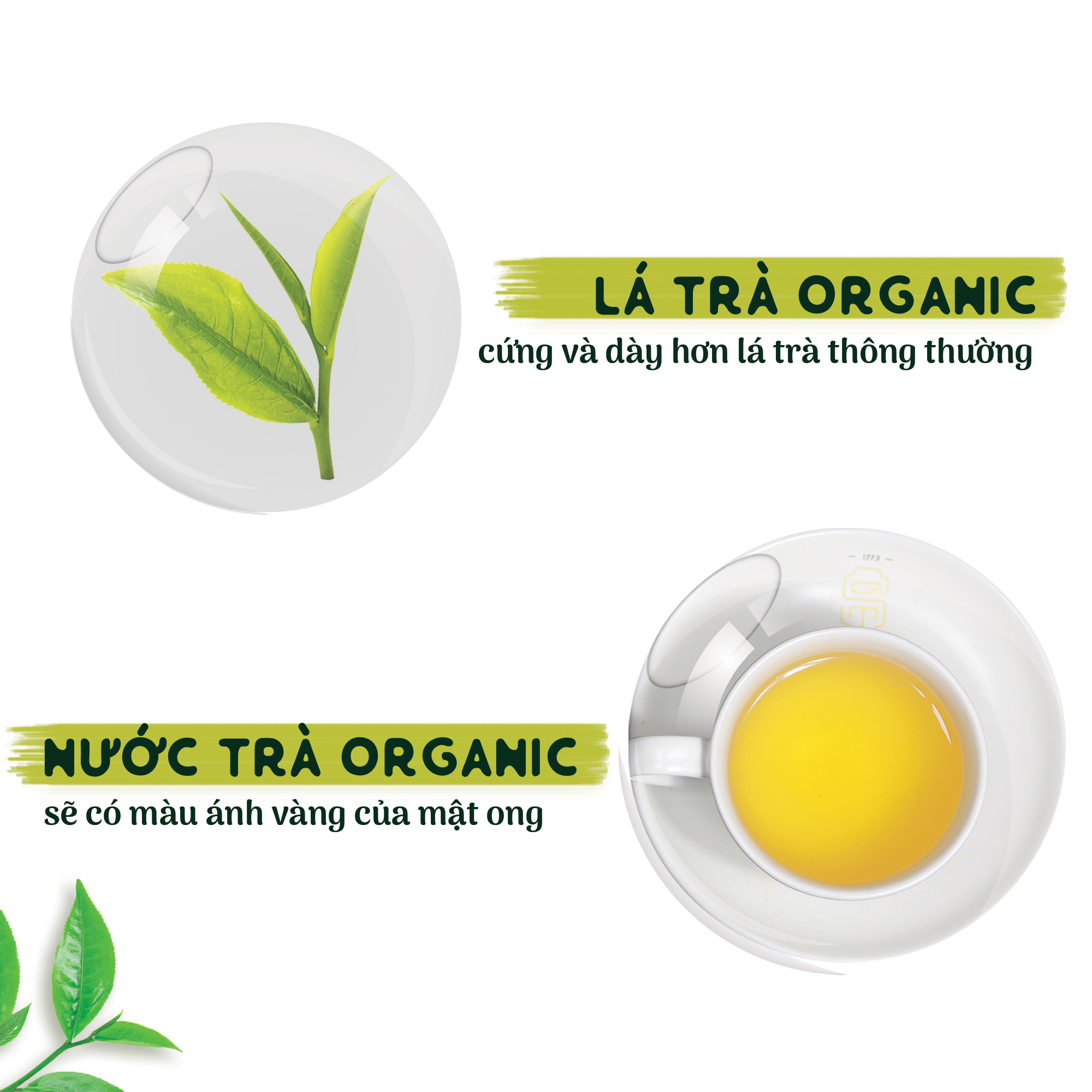 Trà túi lọc Hanoi Morning Tea SACHS TEA 1773 chè hữu cơ thái nguyên cao cấp thanh lịch dễ sử dụng 16 túi/hộp