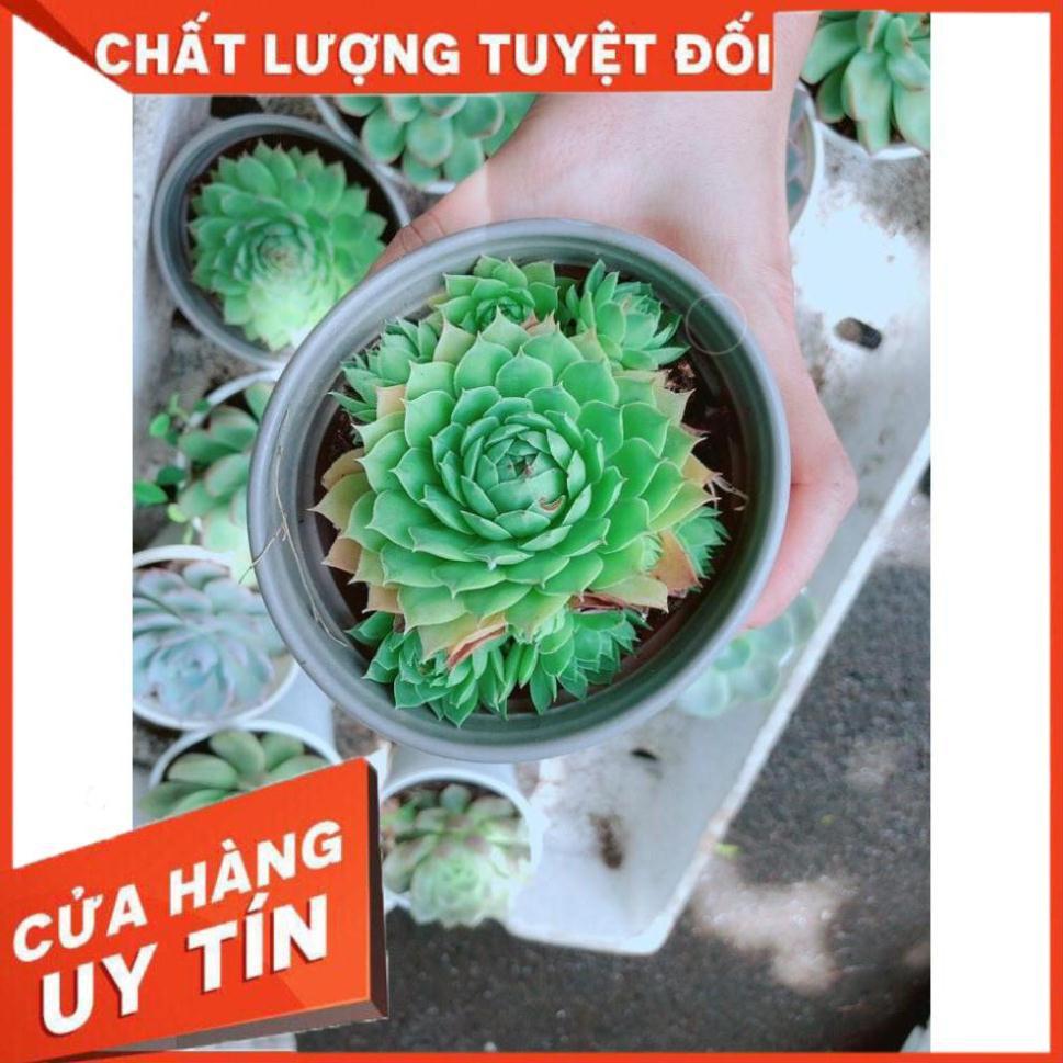 Sen đá phật bà Nhiều Người Mua