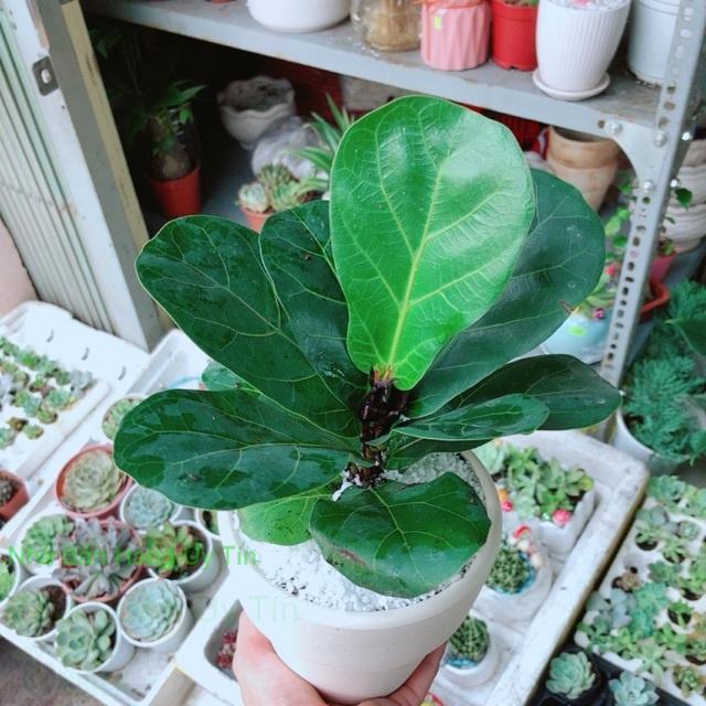 Chậu bàng singapore