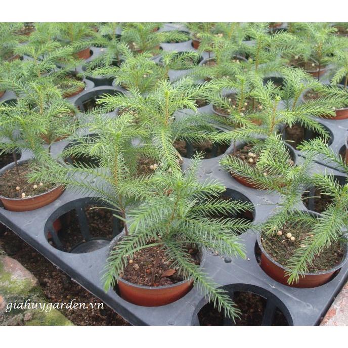 Cây tùng bách tán - cây giống nhỏ