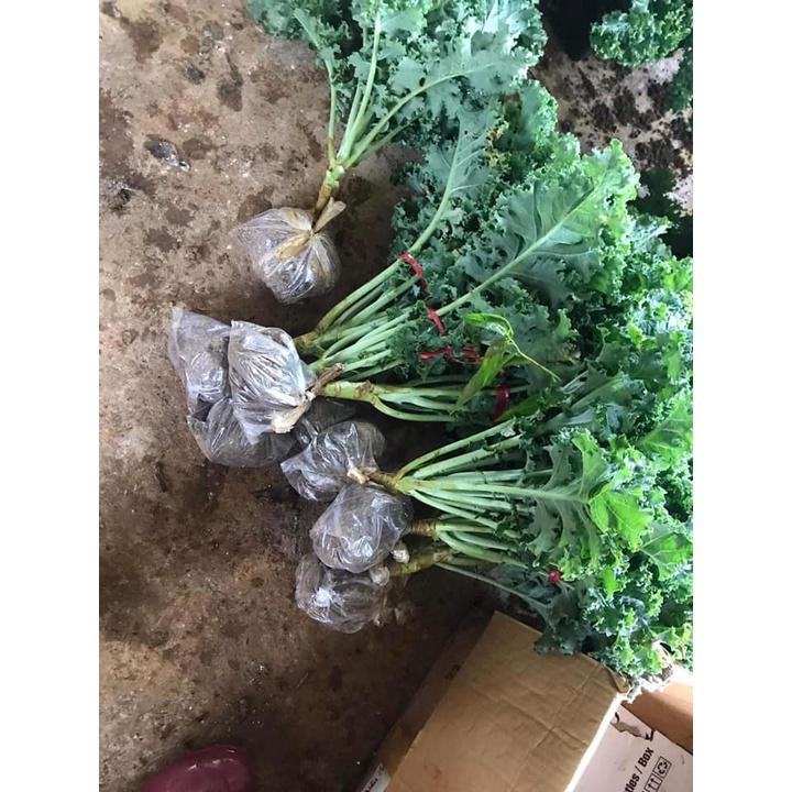 Cải xoăn kale xanh Mỹ cây to đại 6 tháng tuổi