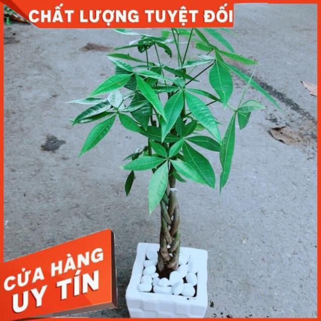 Chậu Kim Ngân Thắt Bính