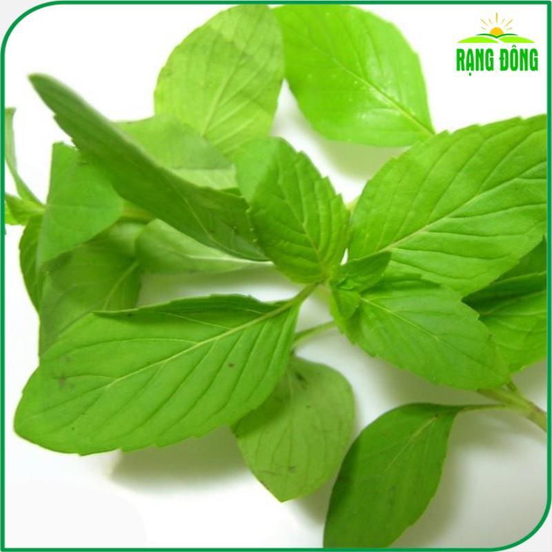 Hạt giống Rau Thơm Sả Sinh Trưởng Mạnh, Trồng Quanh Năm - Hạt Giống Rạng Đông