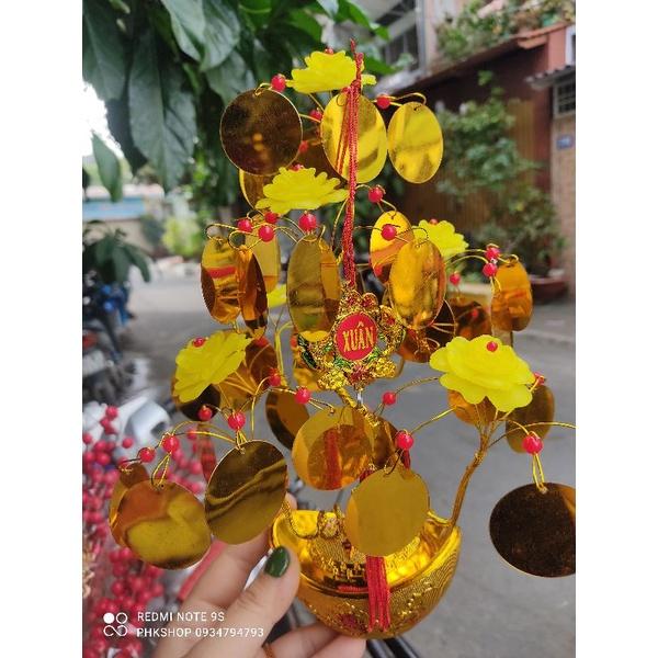 Cây kim tiền hoa mẫu đơn vàng cát tường ~25cm thành phẩm phk shop