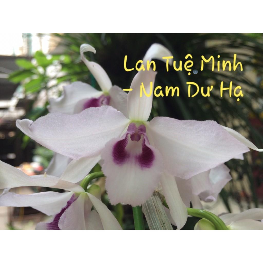 Viên nén sơ dừa hàng đẹp 50 viên