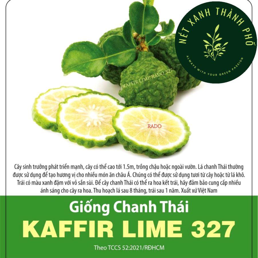 Hạt giống chanh Thái, 10 hạt, chanh chúc, chanh bưởi Thái, Kaffir lime