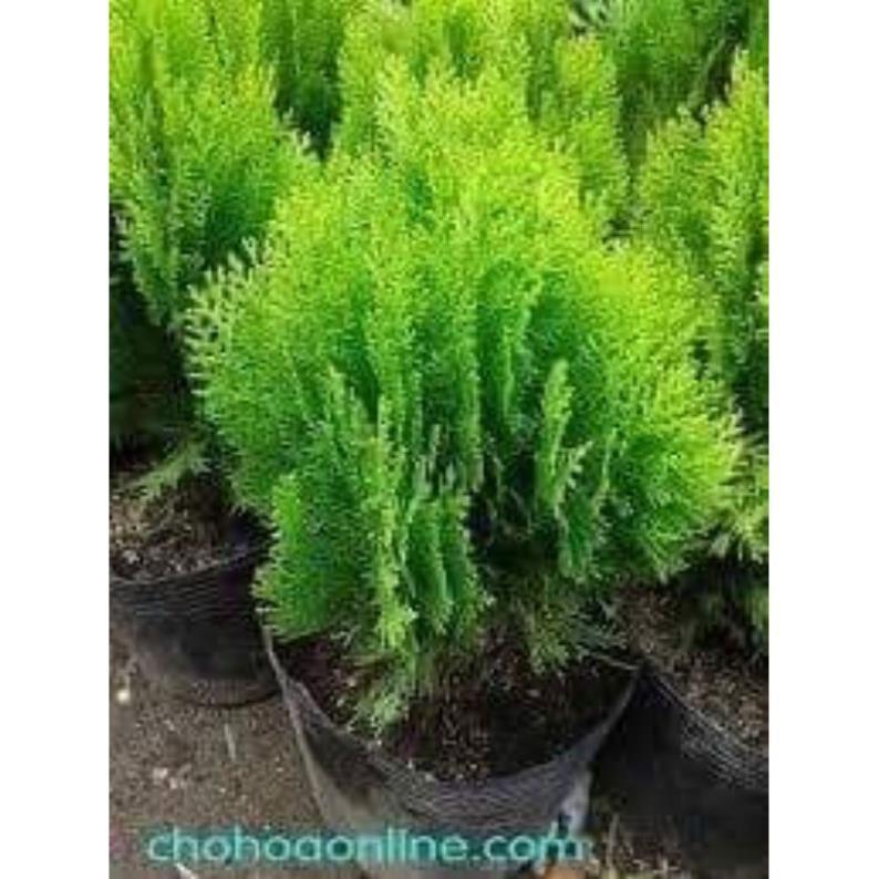 CÂY TÙNG BÁCH DIỆP