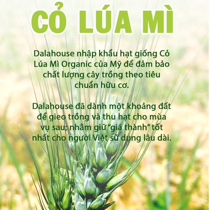 Bột cỏ lúa mì Dalahouse Hộp 60g Nguyên chất sấy lạnh - Tốt cho tim mạch - Đạt chuẩn Châu Âu