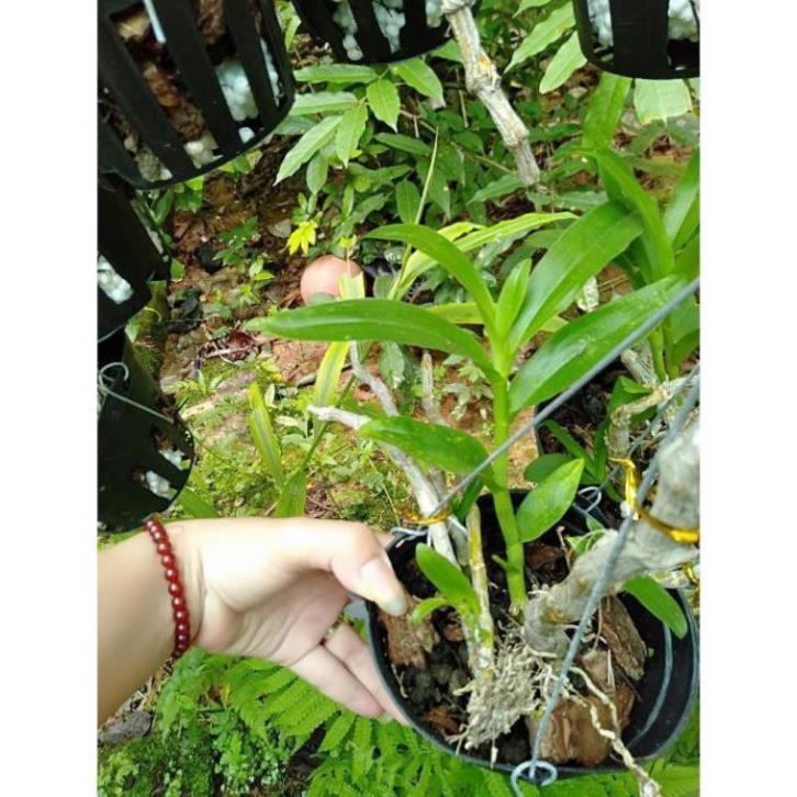 Hoa phong lan trầm tím rừng chậu phi 12