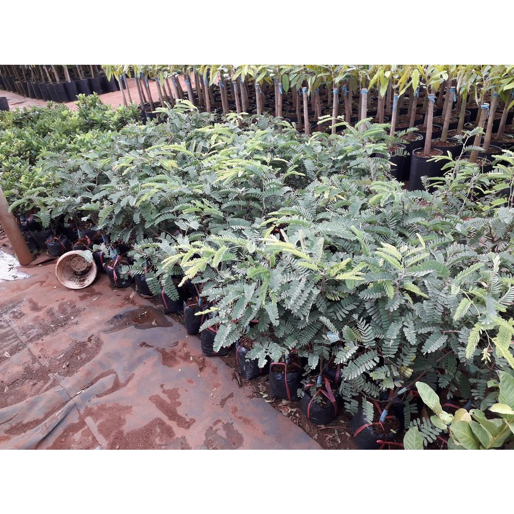 Cây giống Me CHUA CAO SẢN