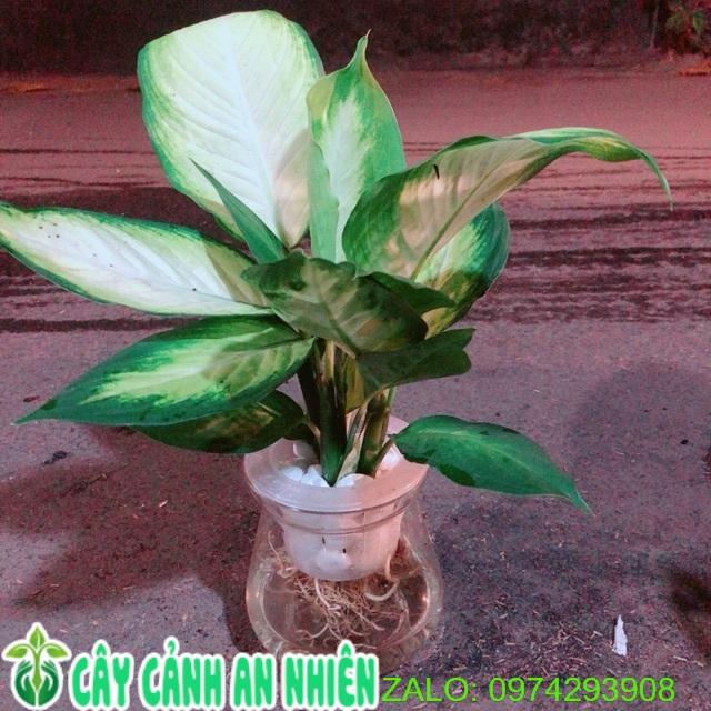 Chậu Vạn Niên Thanh Thuỷ Sinh