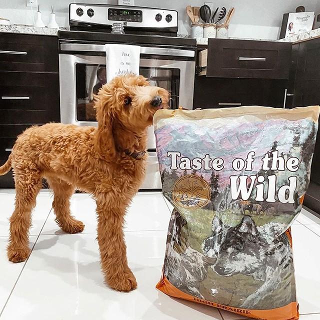 Thức Ăn Khô Cho Chó Con Taste Of The Wild High Prairie Bao 2kg Phát Triển Trí Não - Nai Nướng & Bò Rừng, Trái Cây