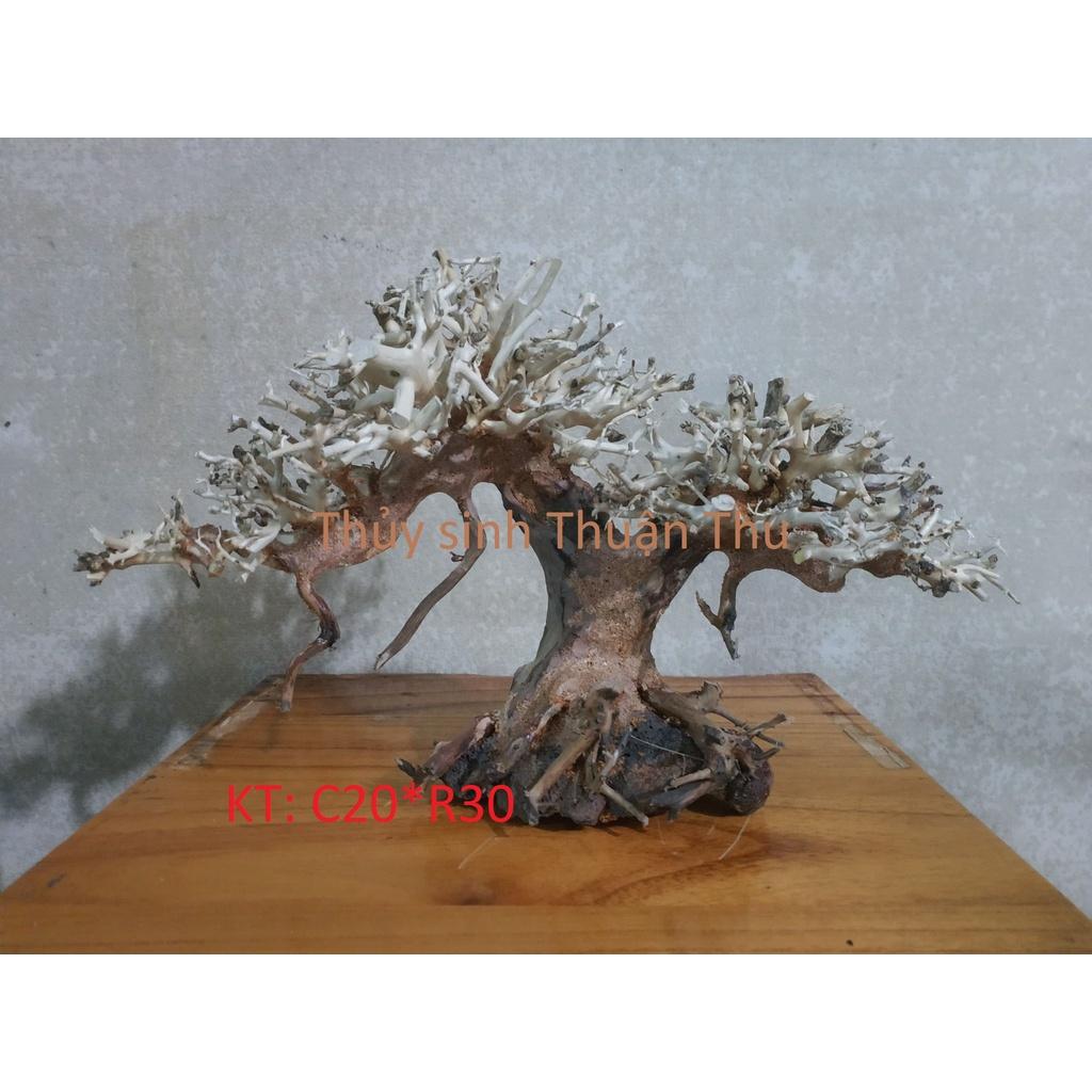 Lũa bonsai 2 thân cho hồ thủy sinh 20*30