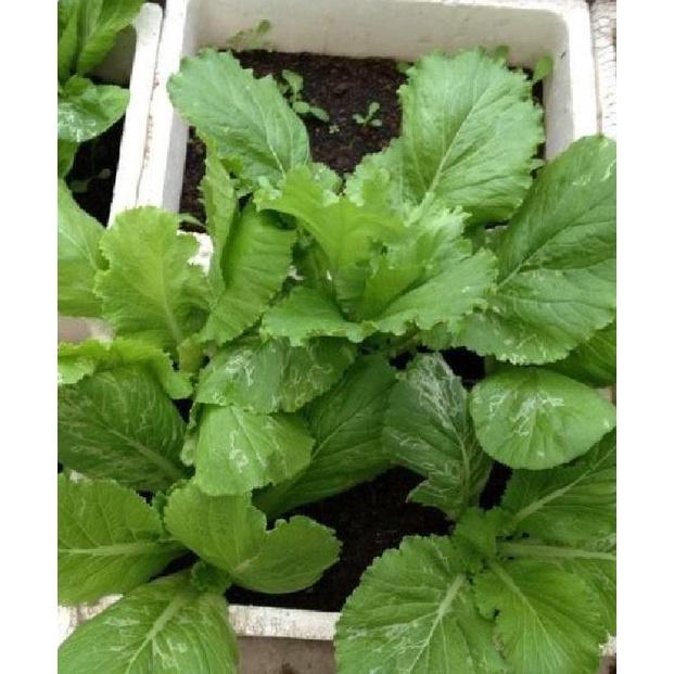 Hạt giống rau cải mào gà cao sản KNS3397 - 1 gói 10gram