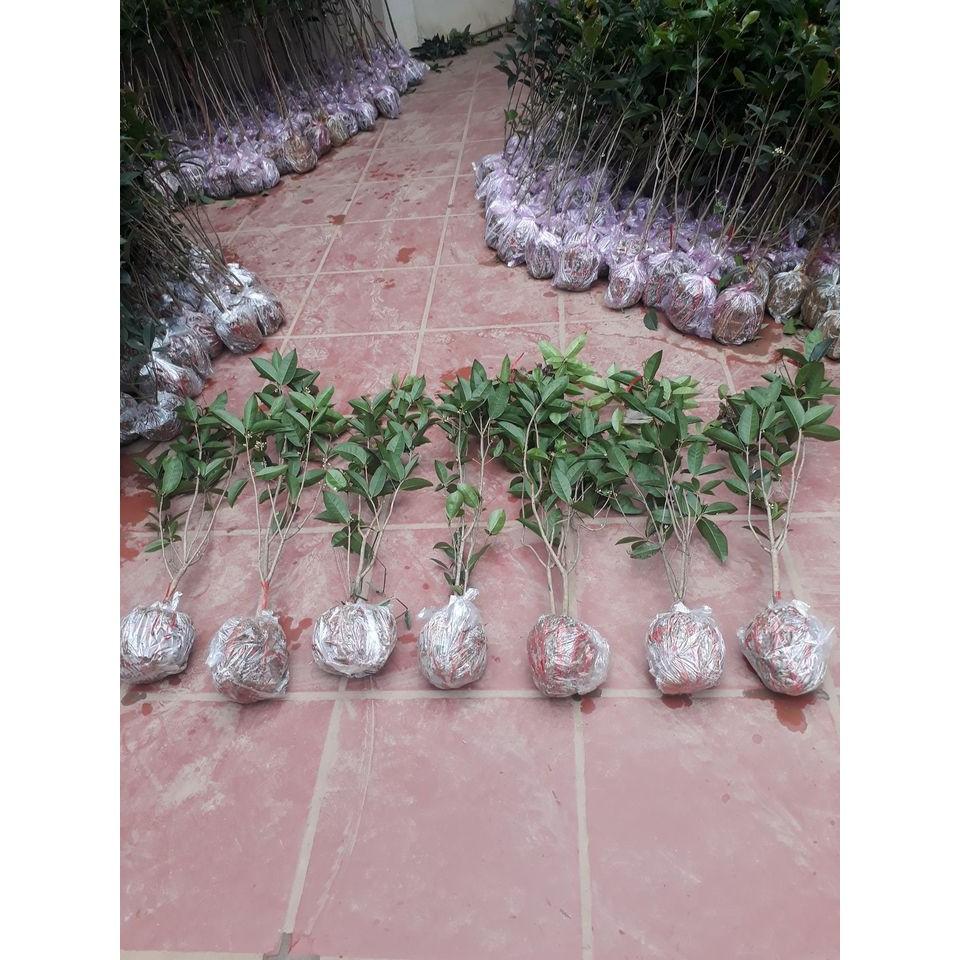 Cây hoa mộc hương ta hoa vàng cao từ 70-100cm đang có hoa thơm ngát