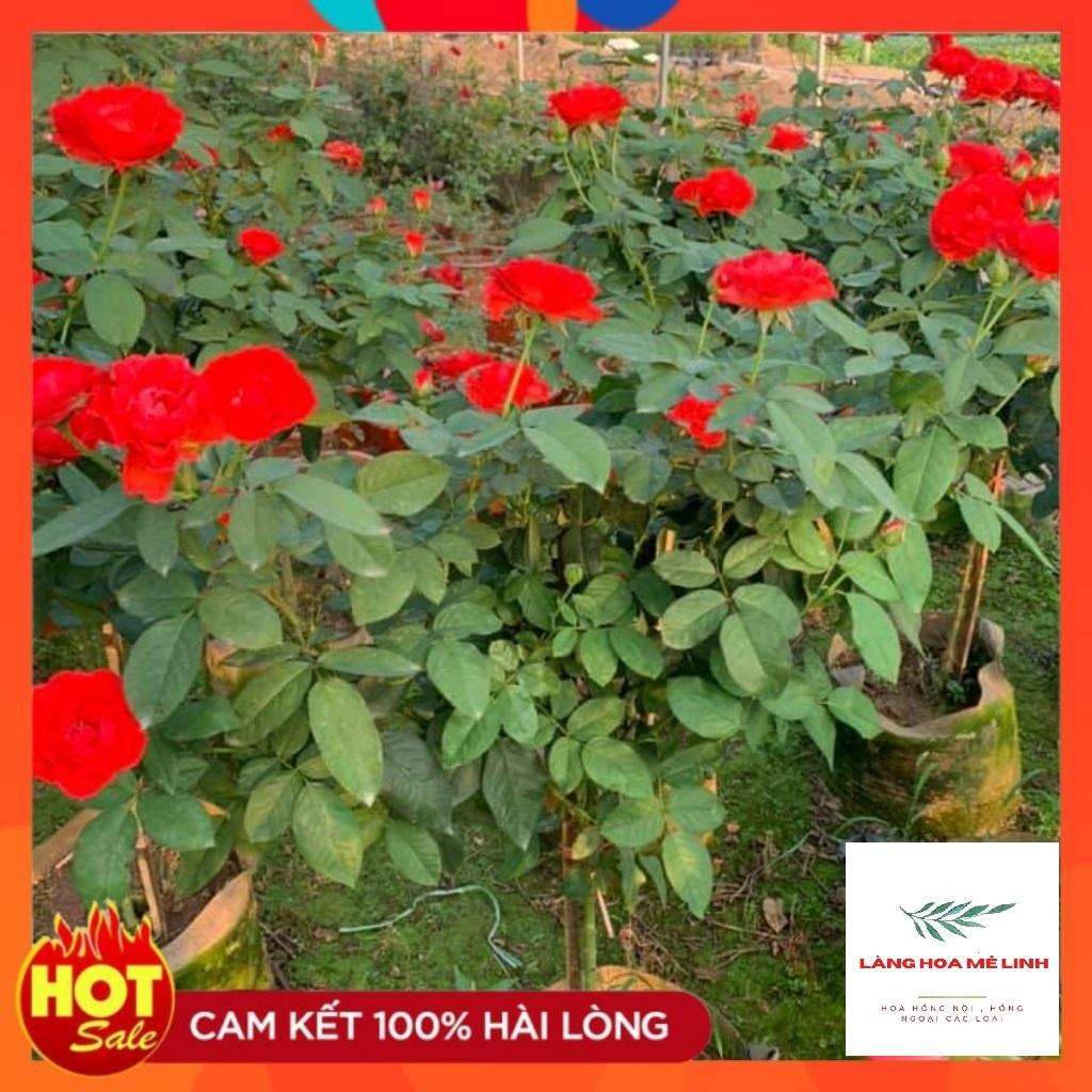 HOA HỒNG NGOẠI TỐ NỮ - CÂY DỄ TRỒNG , MÀU ĐỎ TƯƠI.-