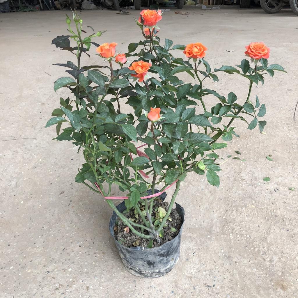 Cây hoa hồng tỉ muội size to, chiều cao 40-50cm sai nụ hoa mùi thơm nhẹ cực nhiều tán sum suê , thích làm cây trang trí