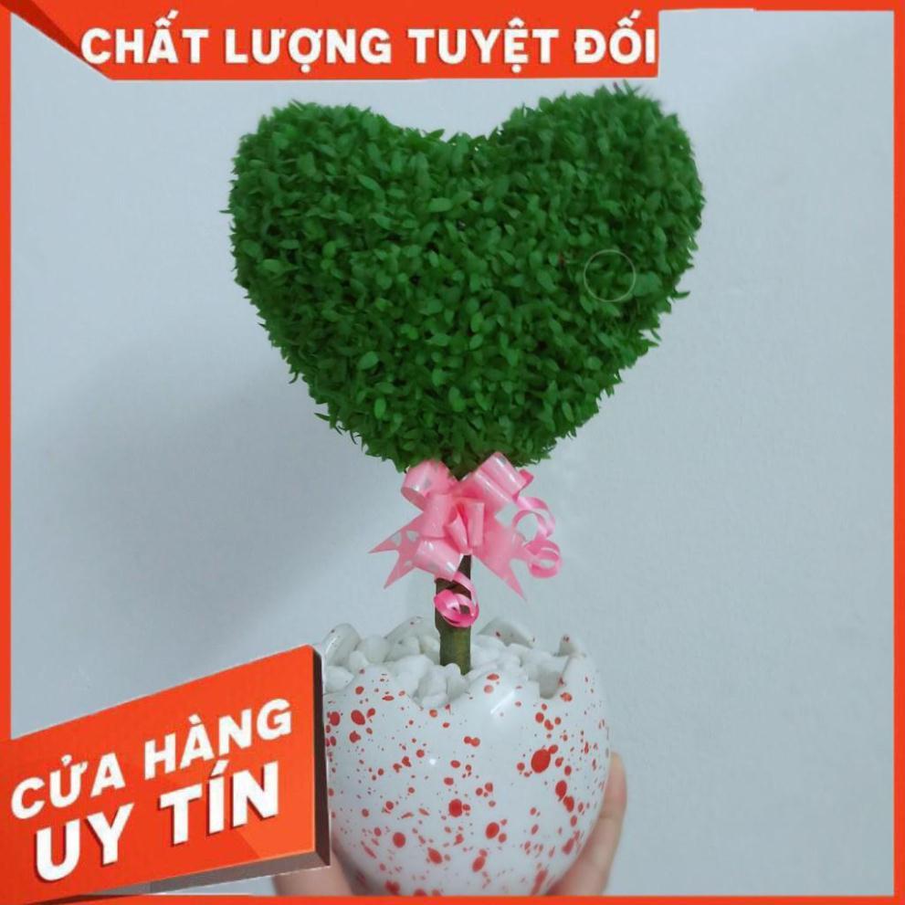 Chậu cây may mắn trái tim Nhiều Người Mua