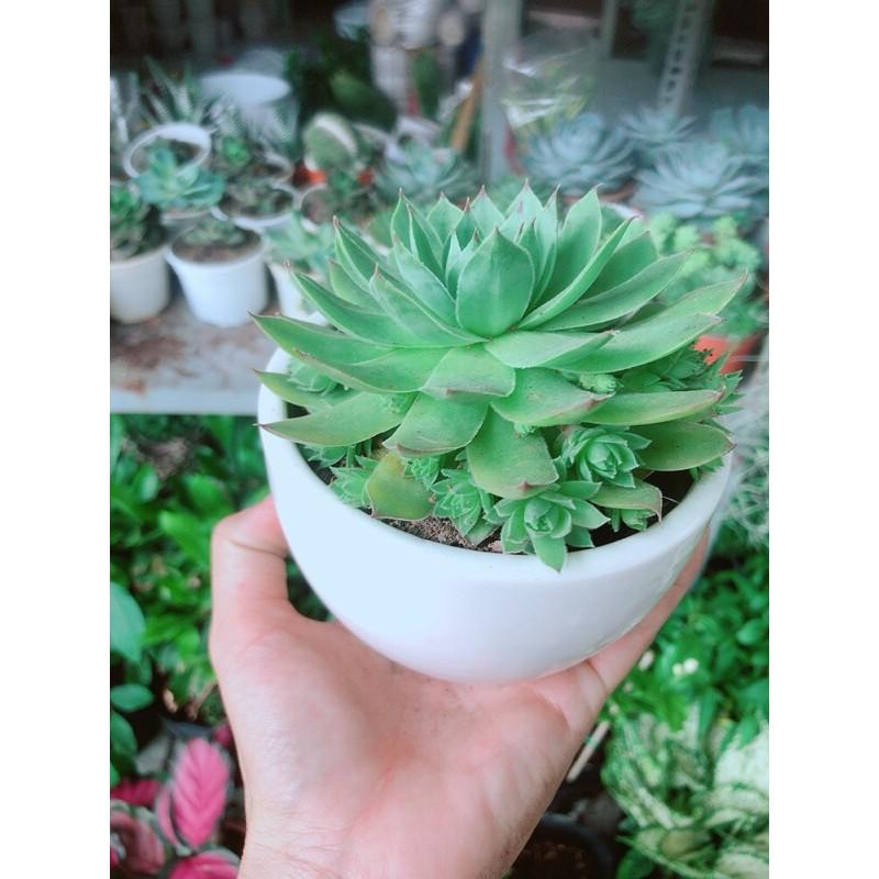 Chậu Cây Sen Đá Phật Bà