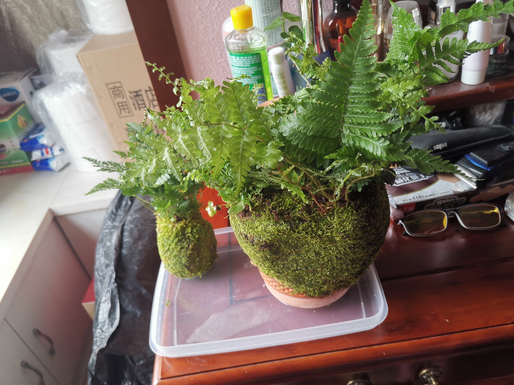 Tháp cây đứng TERRAPLANTER gốm trồng cây dương sỉ rêu tự thẩm thấu thủy canh nhiều lỗ DOOA TERRARIUM - TERRA-02
