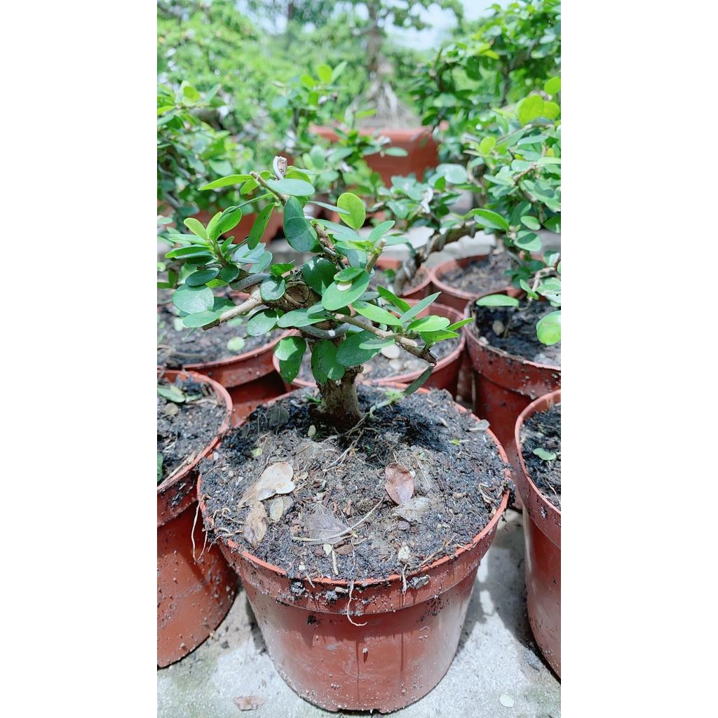 Linh Sam Trái Bonsai
