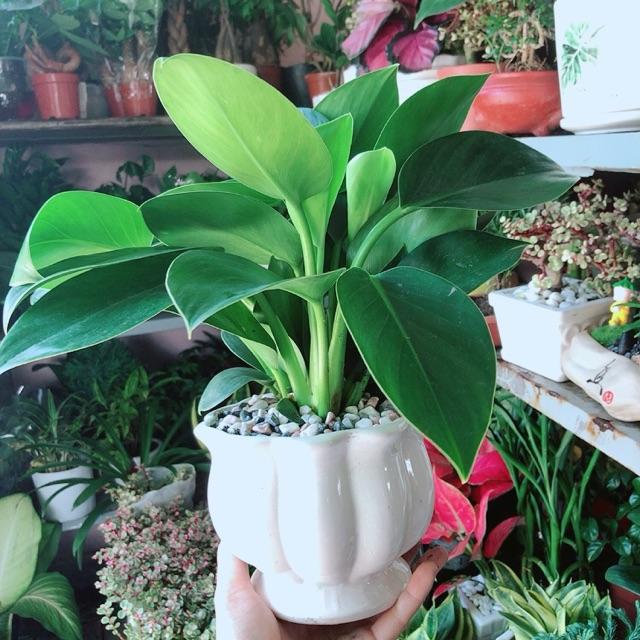 Chậu Cây Trầu Bà Đế Vương Xanh