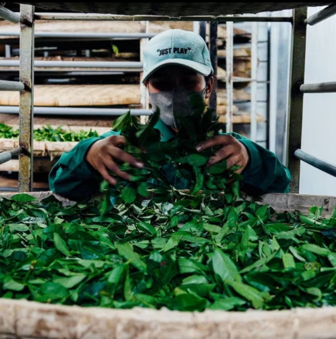 Trà Oolong Cầu Đất 1650 – Túi Giấy 100g | Hương cốm &amp; vị trà đậm – Thanh lọc cơ thể