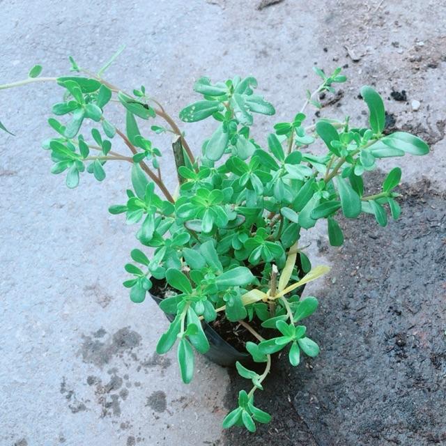 Hoa Sam Cho Hoa Đẹp