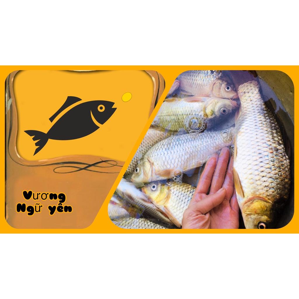 3KG bột câu cá chép diếc mè vinh VƯƠNG NGỮ YÊN sấy thơm siêu nhạy cá / cần câu / cước / thẻo / trục / phao / chì
