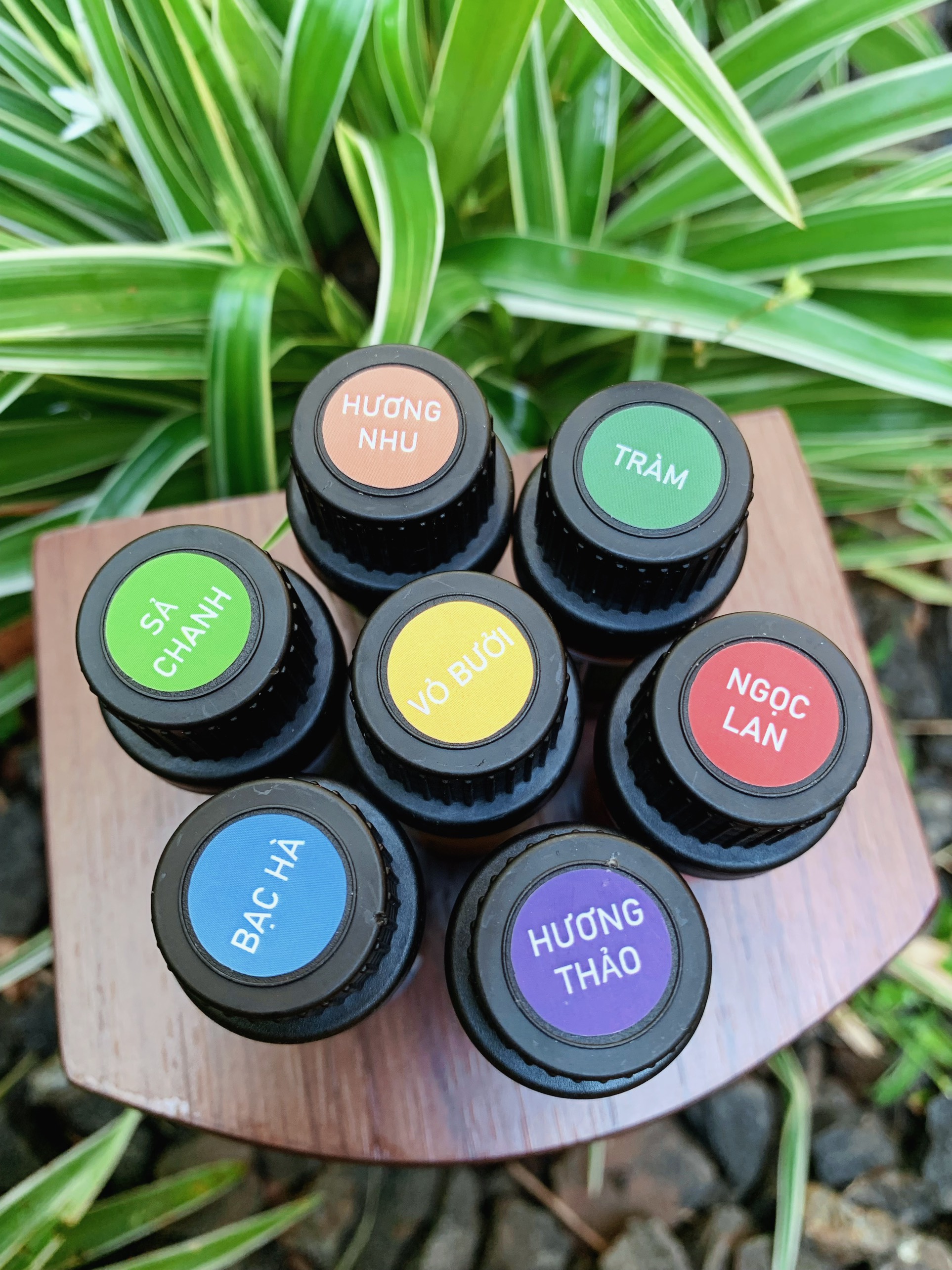 Tinh dầu hương nhu thiên nhiên giúp dưỡng tóc, giúp giải cảm, hỗ trợ giảm đau xương khớp