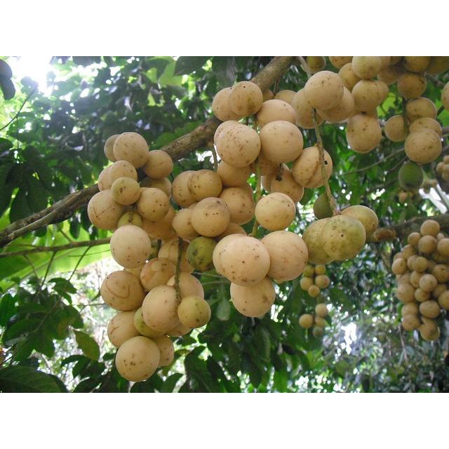 CÂY GIỐNG BÒN BON