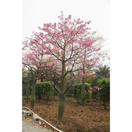 CÂY GIỐNG CÂY KÈN HỒNG , CÂY SIÊU ĐẸP