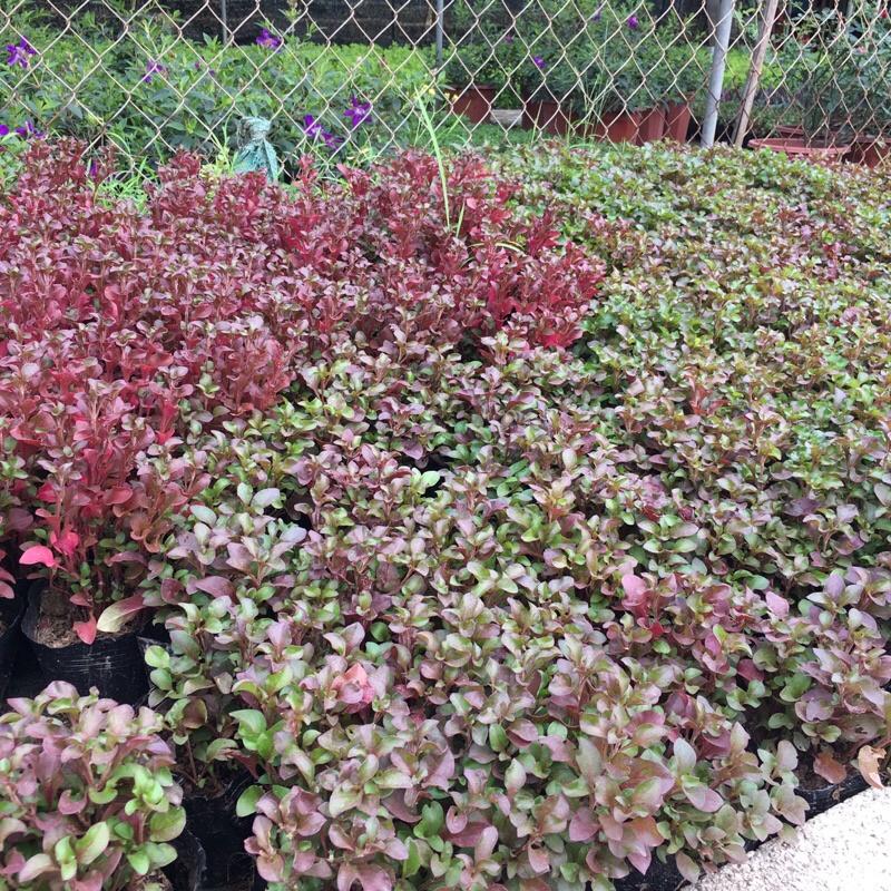 Cây Diệu Kỷ Đỏ trồng bịch đen nhiều ngọn xum xuê