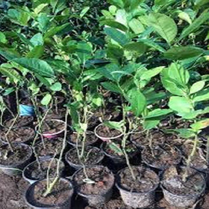CÂY GIỐNG CHANH VÀNG MỸ  SIZE LỚN NHẬP KHẨU SIÊU QUẢ SIÊU NĂNG SUẤT- CAM KÊT GIỐNG CHUẨN F1