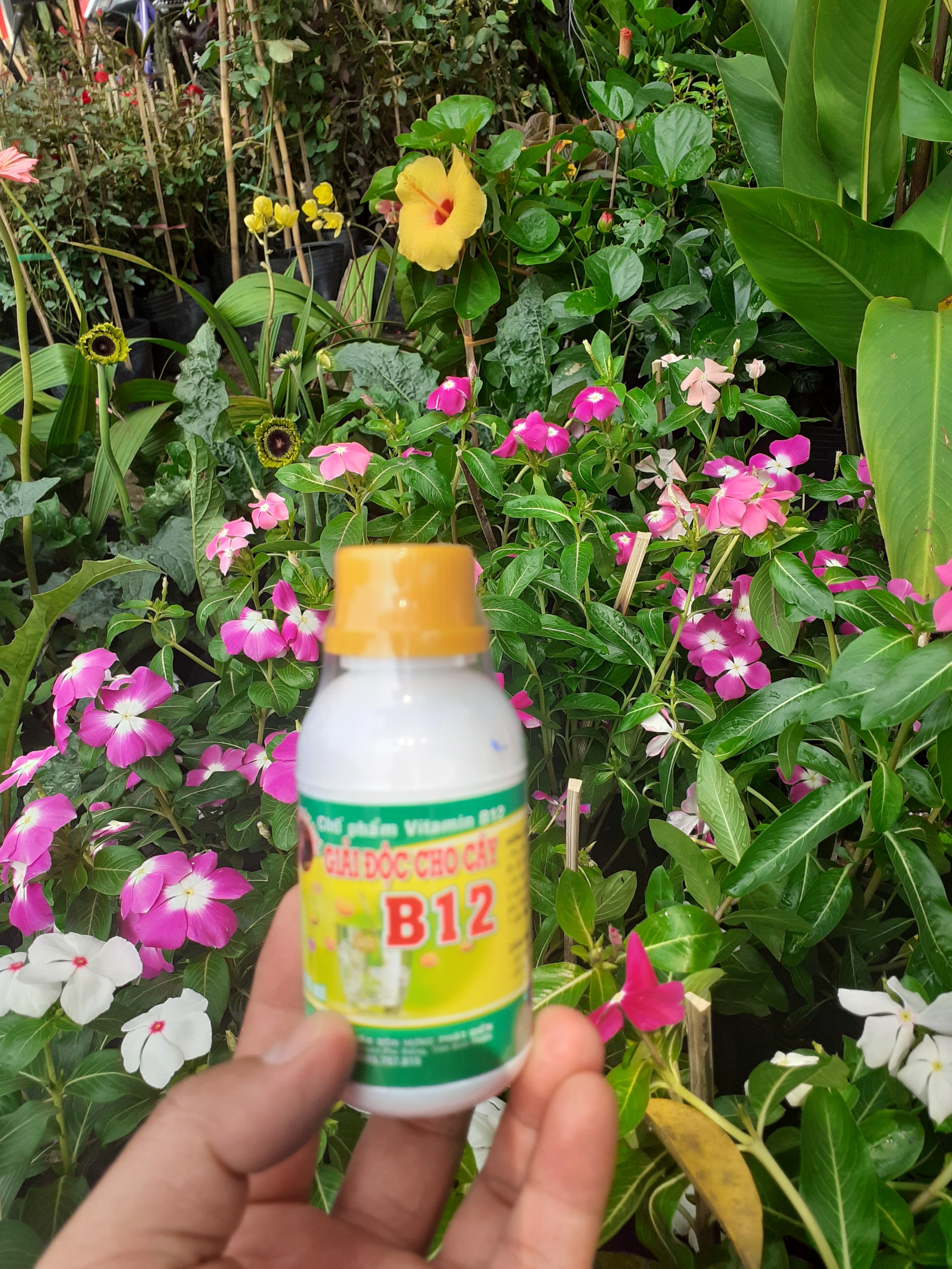 Vitamin B12 giải độc cho cây trồng