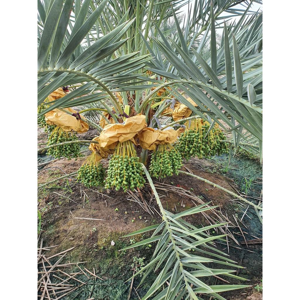 Hạt giống cây chà là Israel - 10 hạt/gói