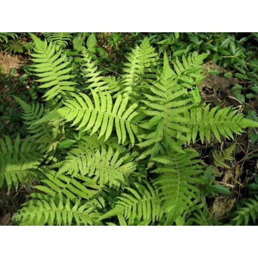 CHUẨN Cây Dương Xỉ Tươi