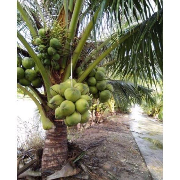 Cây Giống Dừa Dứa Siêu Thơm Nguyên Chủng