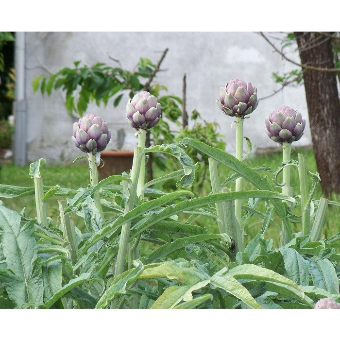 Hạt Giống Atiso Tím - Cây Atiso Tím 4 Mùa - Gói 5 Hạt