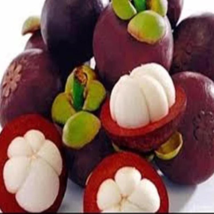 Cây giống măng cụt. Cây giống chuẩn F1 cho năng suất cao