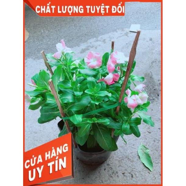 Hoa Dừa Cạn Màu Hồng (có sẵn hoa)