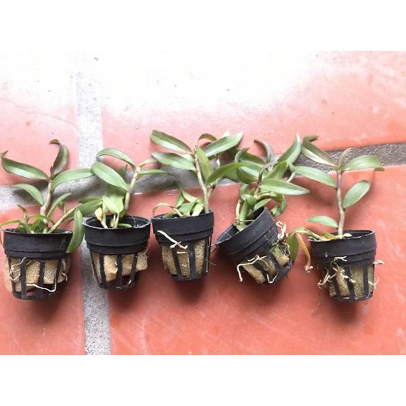 Combo 2 cốc hoa phong lan - giả hạc châu như
