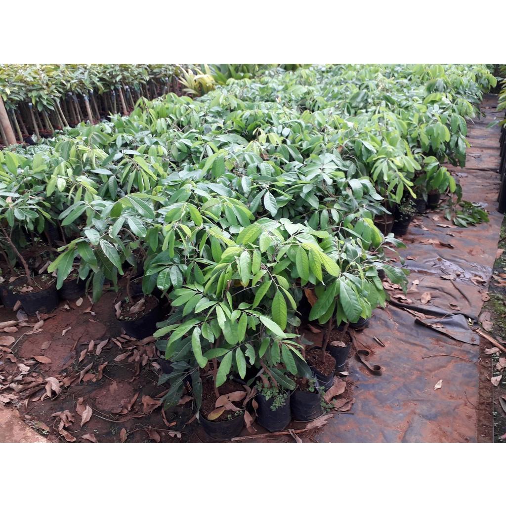 Cây giống Nhãn Hương Chi cho trái sớm.