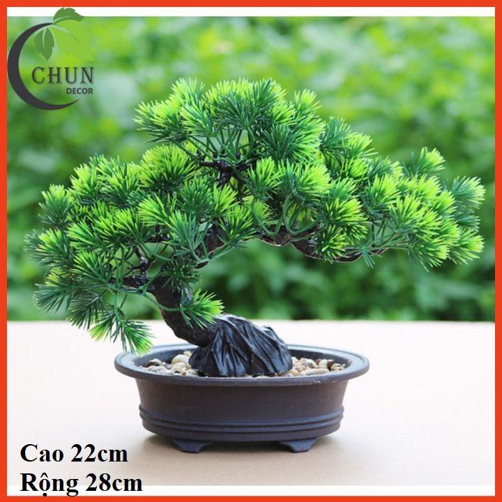 Cây thông giả, chậu cây bonsai cao 19-26cm để bàn, trang trí kệ, bàn làm việc tủ độc đáo