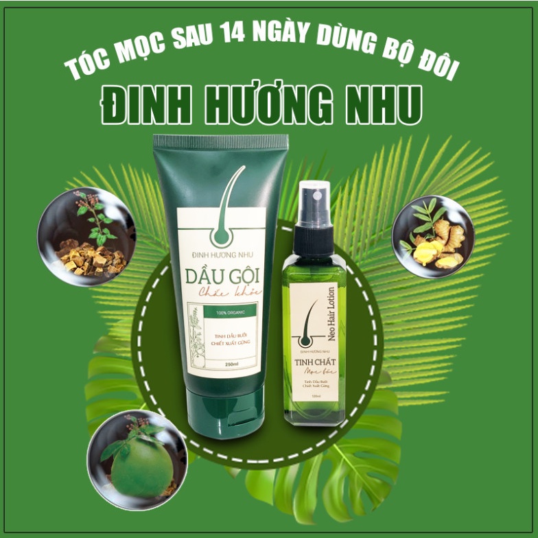 Mọc tóc đinh hương nhu