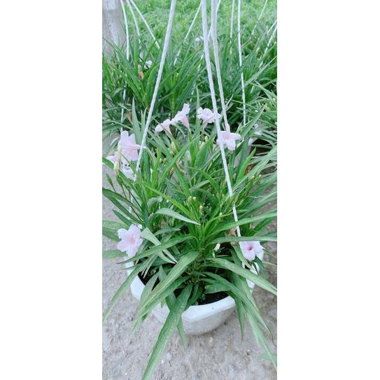 Chậu Hoa Chiều HồnG