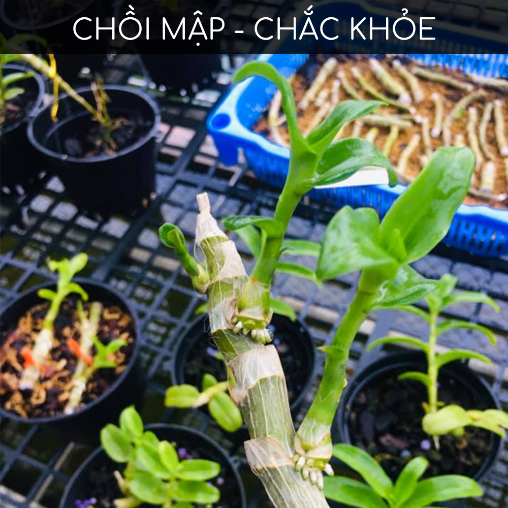 Phân bón kích Kei, thân mầm lá cho hoa Lan BioGrow, chuyên biệt cho phong lan, giúp dưỡng thân mầm lá xanh tươi, kích kie phi điệp, giúp mầm ra nhanh, nuôi kie mập khoẻ, hàng chính hãng, thương hiệu Docneem