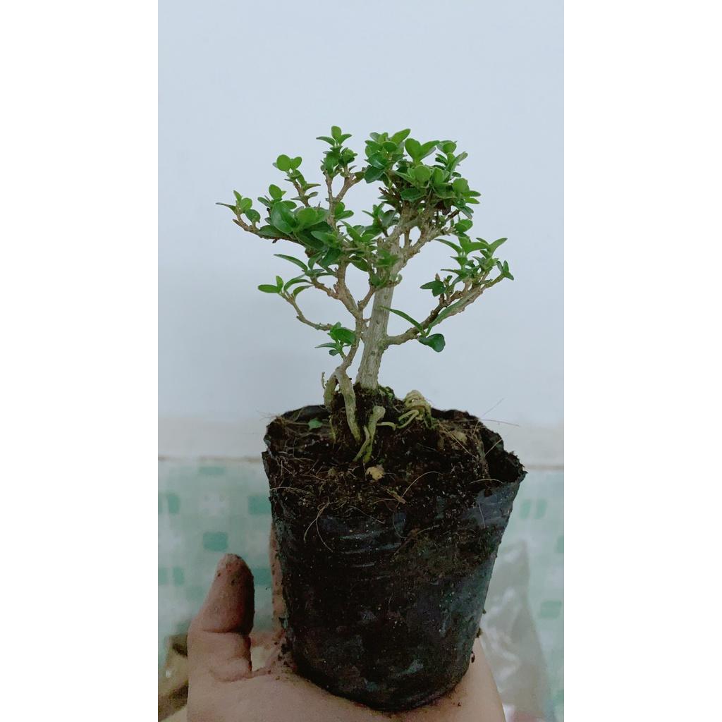 Cây Sam Hương Bonsai Mini