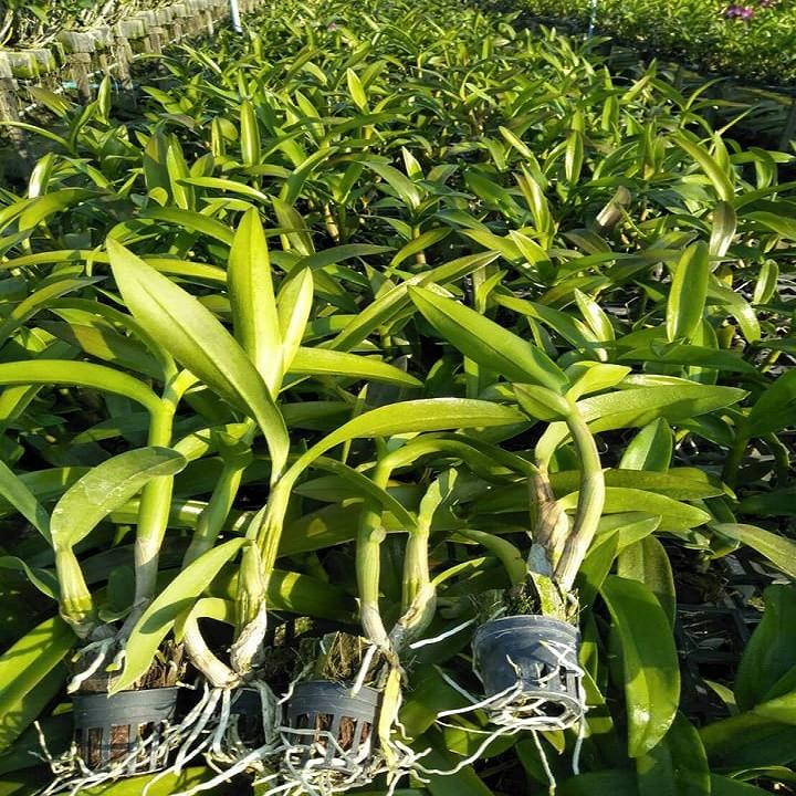 Cây giống dendro nắng thơm đủ màu, siêu hoa, hoa siêu thơm - cgdrndm