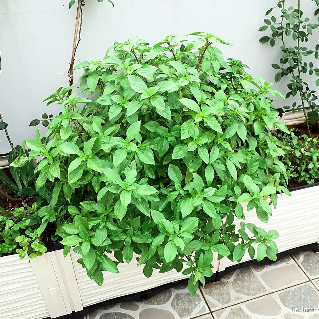 Hạt giống Rau Quế lá to Rado 25 gói 10gr